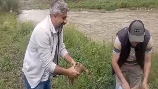 Karsta anne ördek yavrularıyla doğal ortama bırakıldı