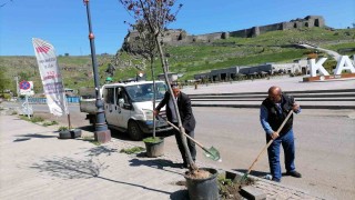 Karsta kuruyan ağaçlar değiştiriliyor