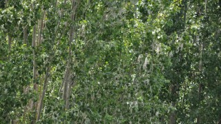 Karsta polenli ağaçlar vatandaşları rahatsız ediyor