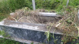 Kastamonuda ayılar mezarlara dadandı