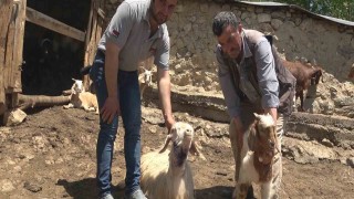 Kastamonuda kurtlar 50 kurbanlık hayvanı telef etti