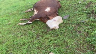 Kastamonuda üzerine yıldırım düşen büyükbaş hayvan telef oldu