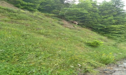 Kastamonuda yerleşim yerlerine kadar inen ayılar cep telefonlarıyla görüntülendi