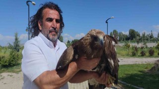 Kaya kartalı artık uçamayacak