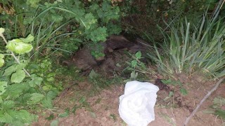 Kdz. Ereğlide 2 yetişkin domuz ölüsü bulundu