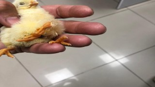 Kdz. Ereğlide üç ayaklı civciv dünyaya geldi