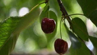 Kiraz yarışmasının ödülleri belli oldu