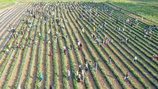 Kız çocuklarının eğitimi için dikilen çilekler toplanıyor