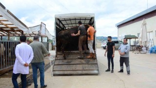 Kocaelide kurbanlık hayvan girişleri başladı
