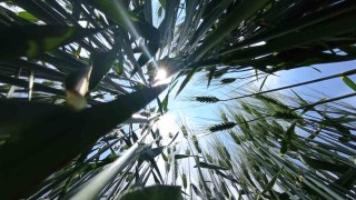 Konya Ovasında hasat sezonu öncesi rekolte beklentisi arttı