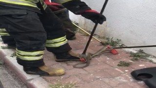 Konyada otomobilden 1,5 metrelik yılan çıktı