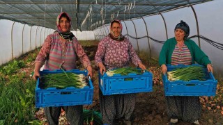 Kooperatiflere yüzde 75 hibeli tarım desteği