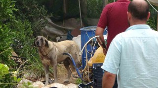 Köpek, yaşlı kadını yaraladı ekipler güçlükle yakaladı