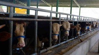 Körfezde küpesiz hayvan kurban satış alanına alınmayacak