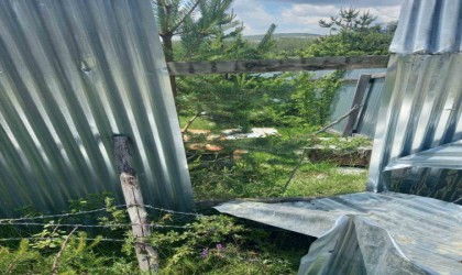 Köye inen ayı balları tüketip, arıları telef etti