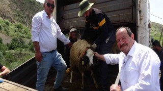 Köyüne dönmek isteyene koyun desteği