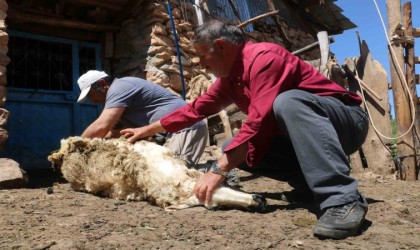 Koyunlar yünlerinden kurtuluyor