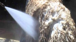 Koyunlarını tazyikli suyla yıkattı