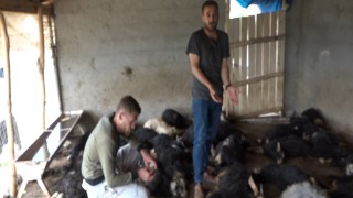 Kulpta sokak köpekleri ahıra girerek 70 hayvanı telef etti