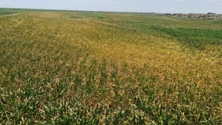 Kuluda bitki gelişimi önceki yıllara göre geri kaldı