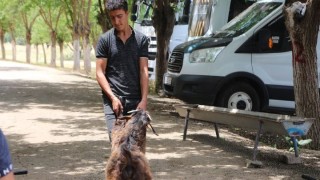 Kurban Bayramı öncesi hayvan pazarlarında hareketlilik