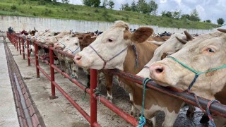 Kurban Bayramı öncesinde hastalıklara karşı uyarı