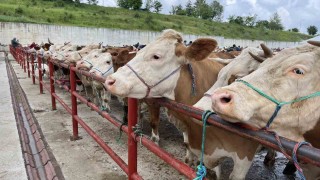Kurban Bayramı öncesinde hayvan pazarında denetim