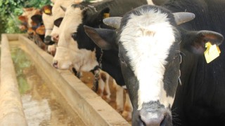 Kurban etlerinin işlenmesi ve muhafazası