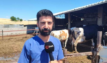 Kurbanlık alacaklara tüberküloz uyarısı