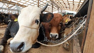 Kurbanlık hayvanlar kontrolden geçiyor