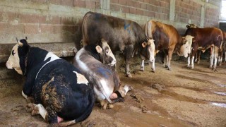 Kurbanlık satışları başladı, hisseli büyükbaş satışları arttı