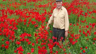 Kütahyada gelincik tarlası görsel şölen sunuyor