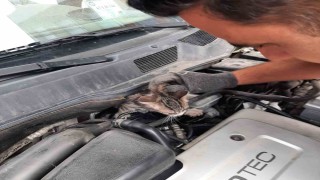 Kütahyada otomobilin motoruna sıkışan yavru kedi kurtarıldı