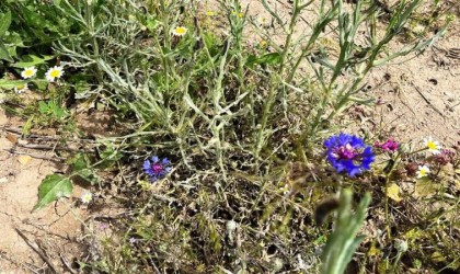 Kütahyalı üreticilere Pamuk dikenli kurdu uyarısı