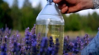 Litresi 30 ila 120 euro arasında satılan lavanta yağı böyle elde ediliyor
