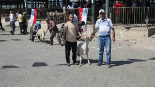 Manisada damızlık koçlar sahiplerini buldu