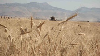 Mardinde buğday tarlalarında hasat mesaisi başladı