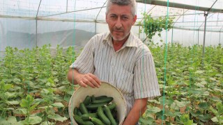 Marmaranın Küçük Antalyası olarak bilinen Söğüt ve İnhisar ilçelerine bağlı köylerde salatalık hasadı başladı