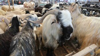 Meramda kurbanlık satışları için yer tahsis işlemleri başlıyor