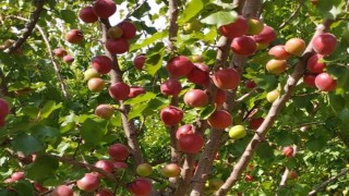 Mersinde kayısının kilosu 8 liraya kadar düştü