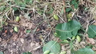 Mersinde sağanak ve dolu yağışı bahçe ve yollara zara verdi