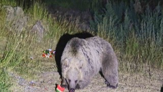 Nemruta giden piknikçilere ayı uyarısı