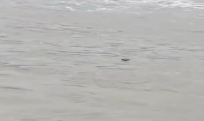 Nesli tehlike altında olan su samuru, Kastamonuda görüldü