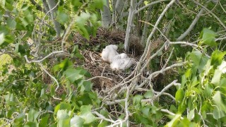 Nesli tehlike altında, yavruları fotoğraflandı
