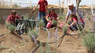 Okulda başlayan lavanta üretimi köye yayıldı