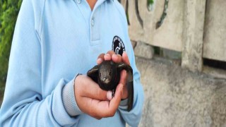 Ömrünü havada geçiren ebabil kuşu yaralı halde bulundu