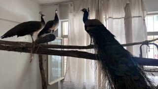 Orduda Hint tavus kuşu besleyen kişiye ceza: 3 kuşa el konuldu