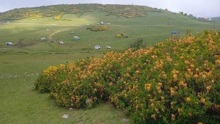 Orduda orman gülleri açtı, yaylalar sarıya boyandı