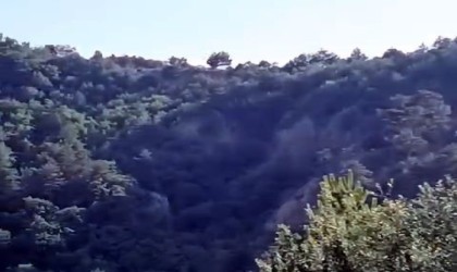 Ormanda yürüyüş yaparken 200 metrelik uçuruma düştü