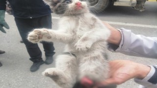 Otomobil tekeri ile balata arasına sıkışan kedi yaralandı